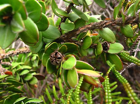 Leptospermum Javanicum Myrtaceae Image 27428 At PhytoImages Siu Edu