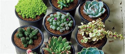 多肉植物・サボテン図鑑 みんなの趣味の園芸 Nhk出版 Cactus Succulents Plants Succulent