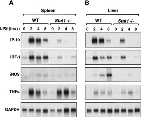 Lps Induced Ip Irf And Inos Mrna Expression Depend On