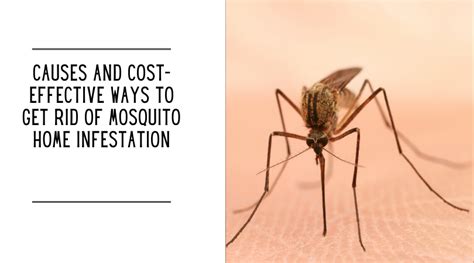 Causes and Cost-Effective Ways to Get Rid of Mosquito Home Infestation ...