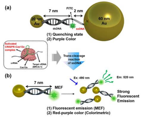 Biosensors Free Full Text Fluorescence Signal Readout Of Crisprcas Biosensors For Nucleic