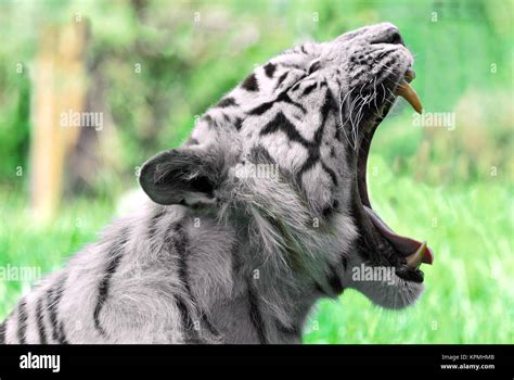 Tigre Blanc Bouche Ouverte Photo Stock Alamy