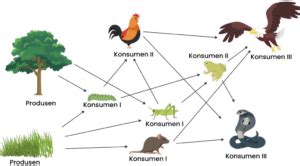 Pengertian Rantai Makanan, Jenis, serta Contohnya di Darat & Laut – Gramedia Literasi