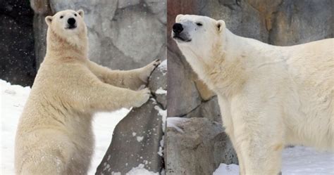 Calgary Zoo to welcome orphaned polar bears in the fall | Globalnews.ca