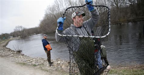 Sturgeon spawning draws the curious