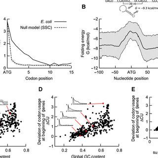 Unusual codon usage and suppression of mRNA structure at the gene start ...