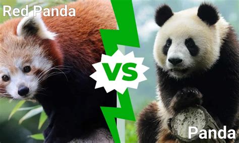 Red Panda vs Panda: 5 Key Differences - A-Z Animals