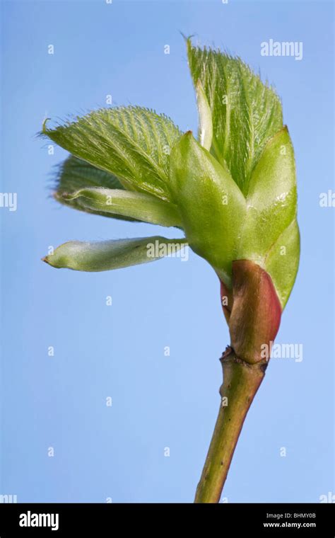 Common Lime Tilia Vulgaris Bud And Emerging Leaf Belgium Stock Photo