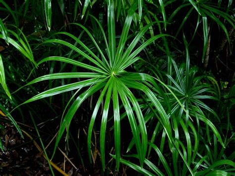 Cyperus alternifolius (Umbrella Grass, Umbrella Palm, Umbrella Plant ...