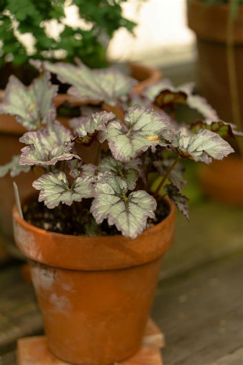 Heuchera Photos, Download The BEST Free Heuchera Stock Photos & HD Images