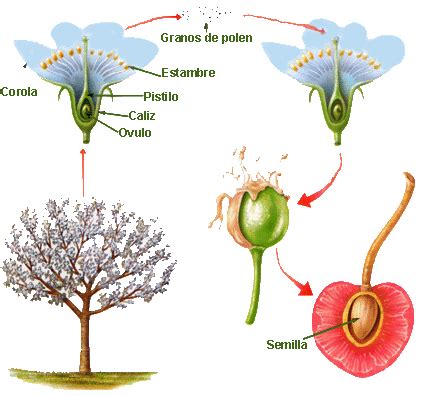 Proceso Fecundacion Plantas Plantas Jardin Semillas