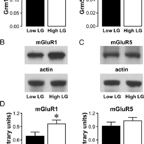 Group I Mglur Expression In The Hippocampus A Qrt Pcr Analysis Of