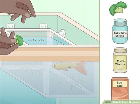 How To Feed Guppies 13 Steps With Pictures Wikihow