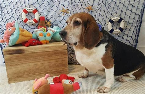 Bagel the Basset Beagle is pending adoption! Basset Hound Adult - Adoption, Rescue for Sale in ...