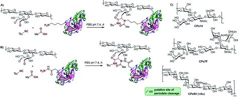 Multicomponent Polysaccharideprotein Bioconjugation In The Development Of Antibacterial