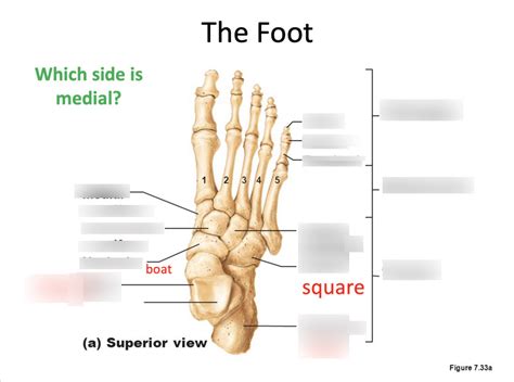 Appendicular Skeleton: B. Pelvic girdle and lower limb: Tarsal bones ...