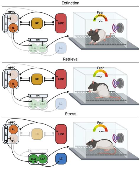 Frontiers Neural Circuits For The Adaptive Regulation Of Fear And Extinction Memory