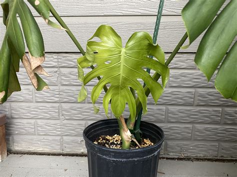 How to Propagate Monstera deliciosa - SuburbanSill