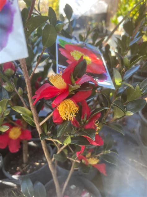 Camellia Sasanqua Yuletide Neth Plant