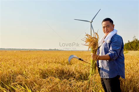 ภาพชาวนาเก็บเกี่ยวข้าวในนาข้าว Hd ภาพถ่ายภาพ ชาวนา ข้าว ดาวน์โหลดฟรี