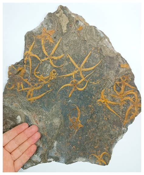 Museum Grade Association Of 13 Ophiura 1 Petraster Ordovician