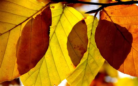 Wallpaper Sunlight Leaves Nature Red Shadow Branch Yellow