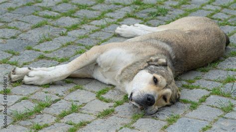 Nagazi Is A Georgian Shepherd Dog One Of The Oldest Authentic Dog