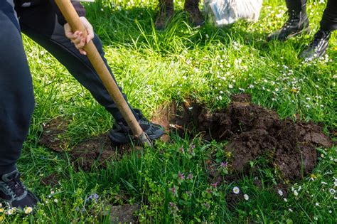 Noi Arbori Au Fost Planta I N Parcul Detunata Din Cluj Boc