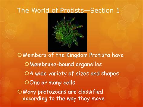 Chapter 19 Protists Ppt Download