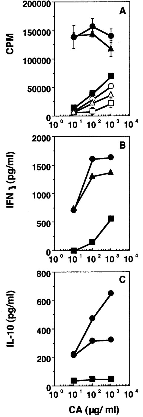 Phenotype Of Cells Responding In Vitro Proliferation A Ifn B And