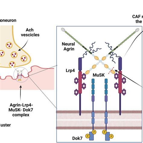 The Agrin Pathway Agrin Complex Agrin Lrp Musk Dok Localization