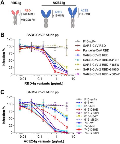 Recombinant Rbd Ig And Ace2 Ig Variants Efficiently Block Sars Cov 2