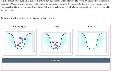 Solved Chymotrypsin Trypsin And Elastase Are Digestive Chegg