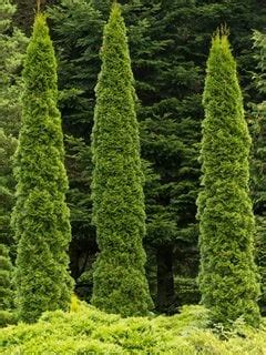 Arborvitae Tree Types & Care | Garden Design