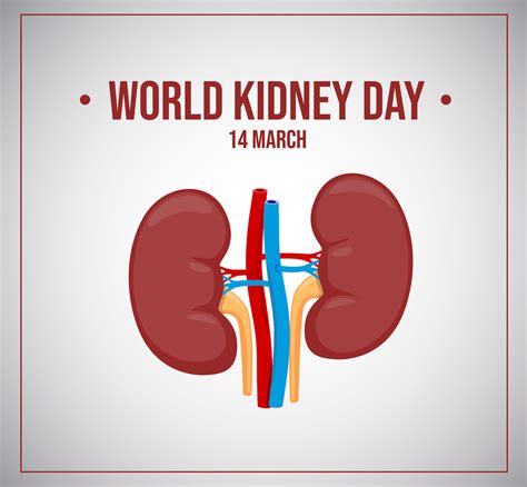 Giornata Del Rene 2024 I Malati In Italia E Nel Mondo E La Prevenzione