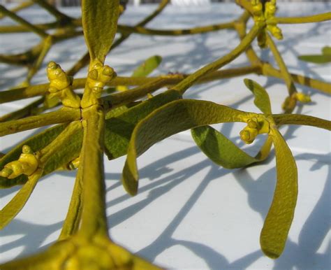 Free Images Tree Branch Blossom Fruit Sunlight Leaf Flower