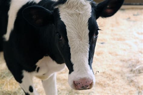 Smithsonian’s National Zoo Asks Public To Name Female Holstein Calf ...