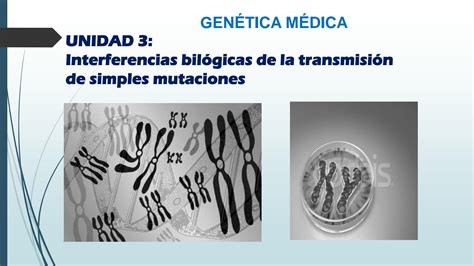 SOLUTION Interferencias Bil Gicas De La Transmisi On De Simples