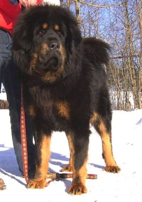 Gallery For Tibetan Mastiff Rottweiler Mix