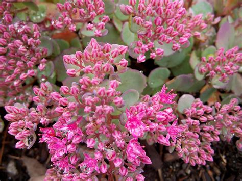 Hylotelephium Cauticola Cliff Stonecrop Sedum Cauticola Care And