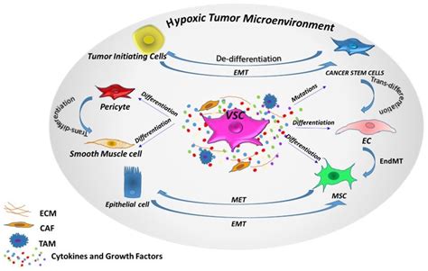 Jcm Free Full Text Vascular Progenitor Cells From Cancer To Tissue