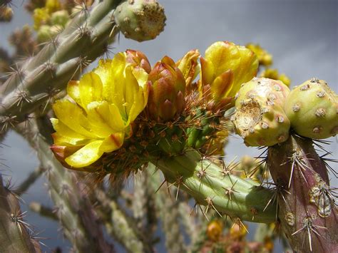 Cylindropuntia versicolor | Plants