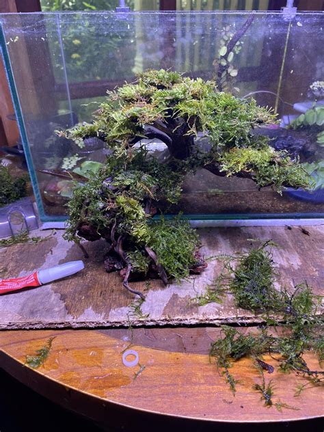 Build Another Bonsai R Aquariums