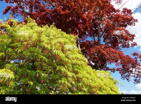 Acer Palmatum Dissectum Viridis Weeping Japanese Maple With Bright Green Foliage And Red Acer