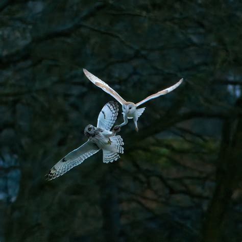 Who On Twitter Rt Hertskingfisher A Short Eared Owl Attempts To