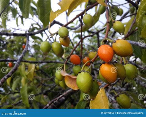 Spanish Cherry Medlar Or Bullet Wood Fruit Stock Image Image Of