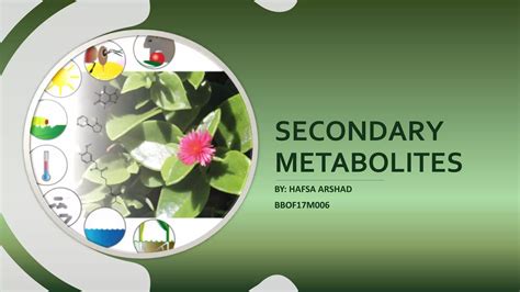 Secondary Metabolites Plants Ppt