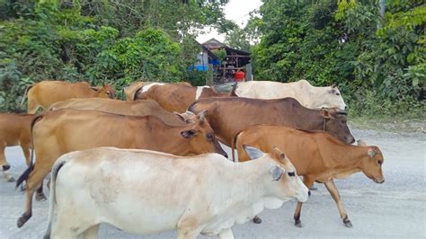 Suara Sapi Lembu Lucu Jinak Yang Berkeliaran Yang Ingin Pulang Ke