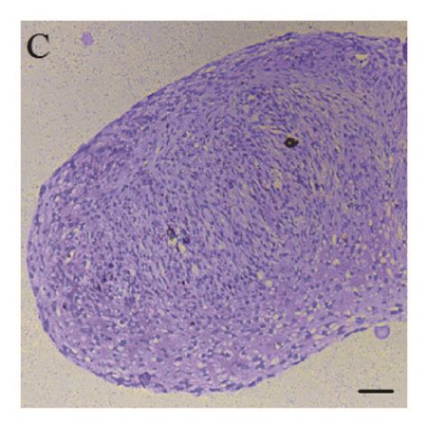 Chondrogenic Differentiation Potential Of Third Passage Mscs Cultures