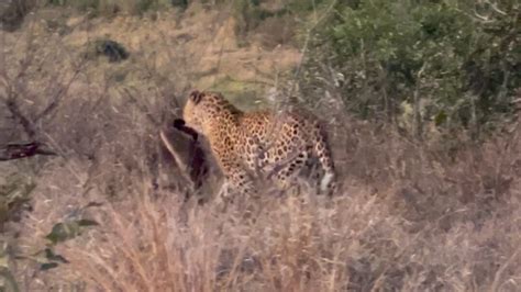 Crazy Footage Honey Badger Tries Escaping Leopards Grip Media News 48